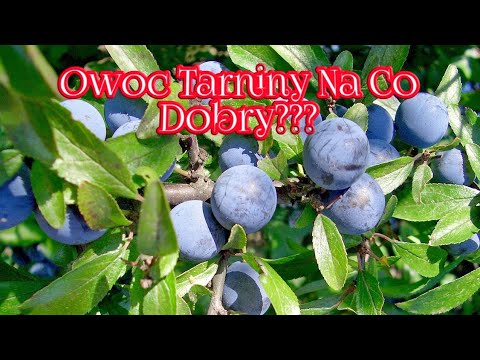 806. Owoc Tarniny!!! Ciekawe Właściwości!