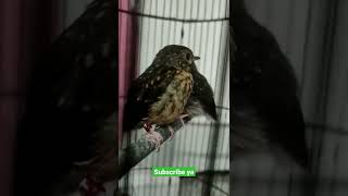 Download lagu LHOOO SUDAH MULAI MANDIRI (ANAKAN TLEDEKAN LOKAL LUMBANG) mp3