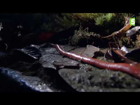 Sanguessuga engole um parasita gigante vivo😲