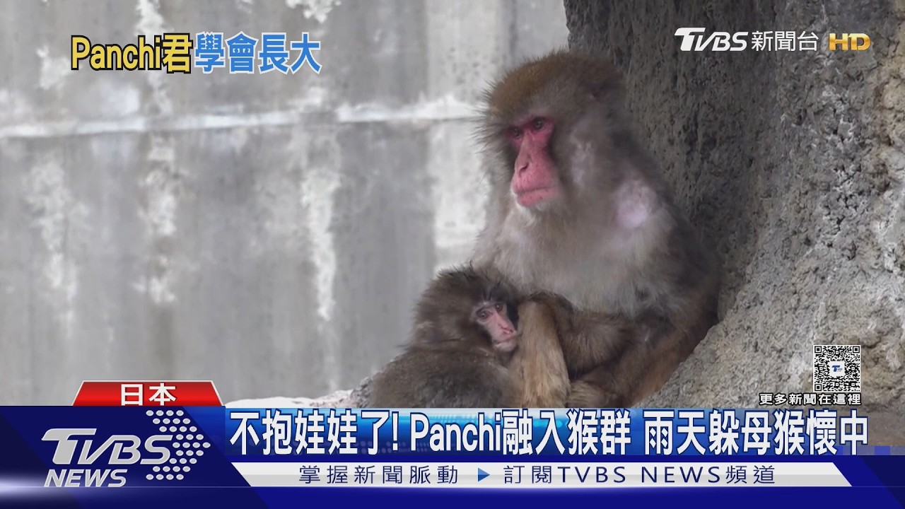 影音/曾抱玩偶認媽!日本棄嬰小猴獨立了 不再討抱融入猴群