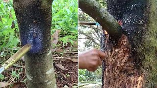 Gardener Uses Blowtorch To Remove Fungus From Tree
