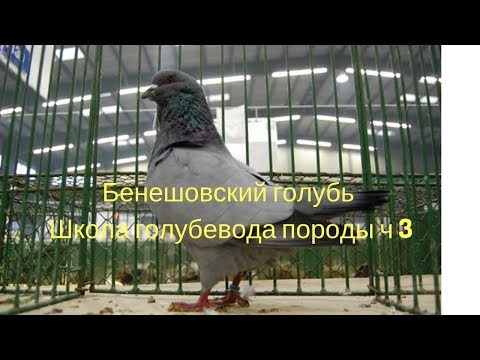Бенешовский голубь Школа голубевода породы ч 3
