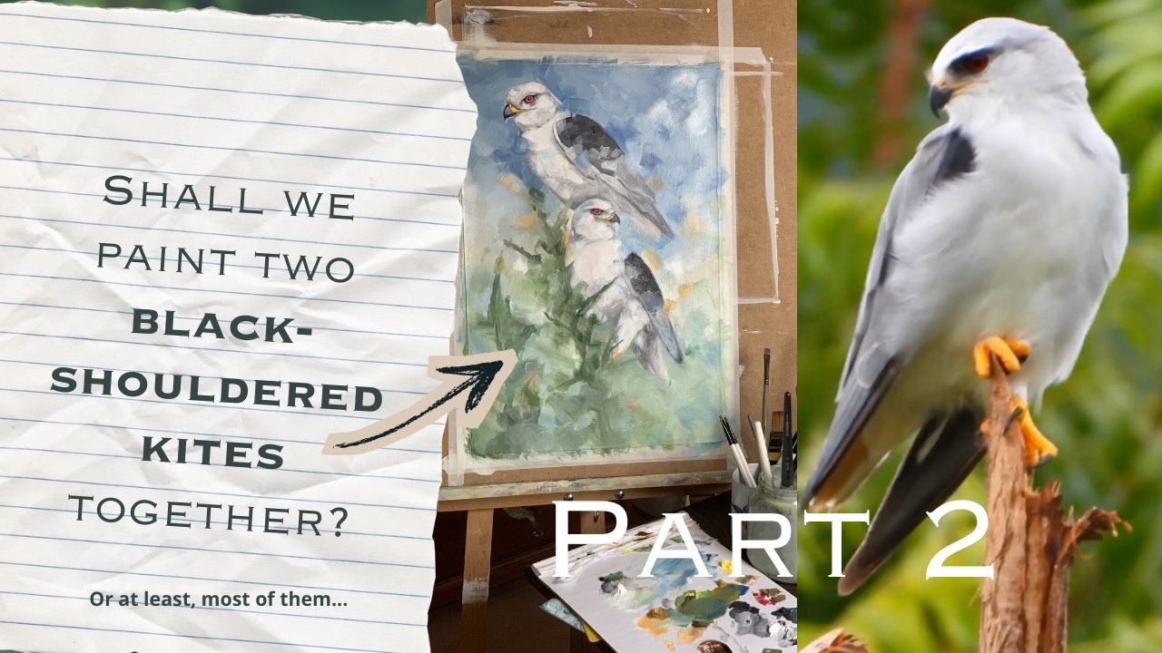 Black-Shouldered kites #2