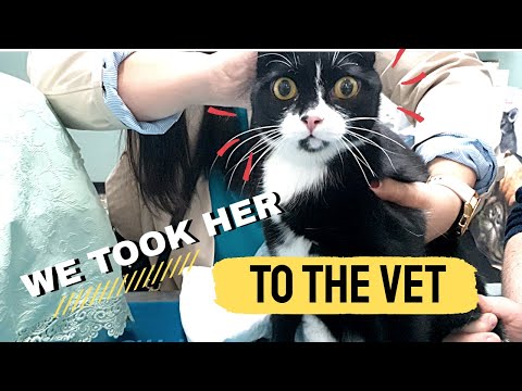 SCARED CAT AT VET CLINIC | we had to take her to the vet [EN/ITA SUB]