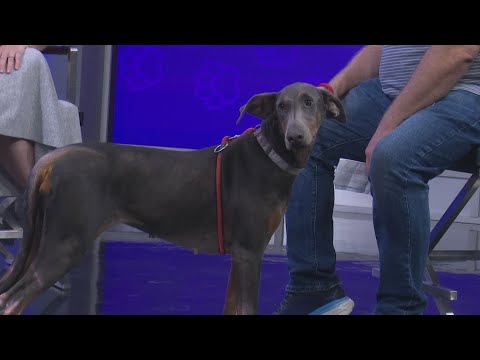 Tailwaggers: Meet Tiana - YouTube