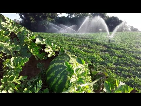 Fazendo chover irrigação por aspersão na melancia Manchester