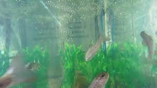 SMHS Trout Cam live webcam