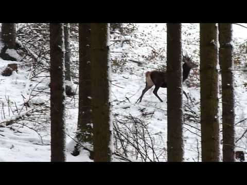 Hirsch auf der Drückjagd