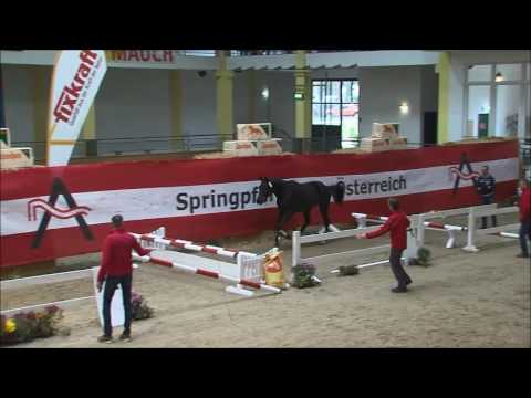 Coraldik (born 2014), v. Cornet Obolensky - Heraldik xx - Landlord