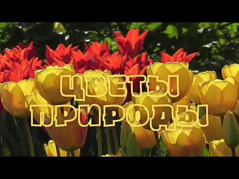 ЦВЕТЫ ПРИРОДЫ. Красивая музыка для души Эдгара Туниянца
