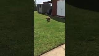 Video preview image #1 American Pit Bull Terrier-Great Dane Mix Puppy For Sale in Munford, TN, USA