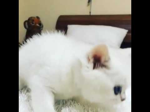 Blue eyes at white cat! RARE