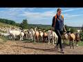Shepherd Girl S Life Herding Sheep Embracing Nature How Does She Live