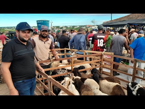 Feira de Animais Surubim Pernambuco à melhor da região. 12/06/2026