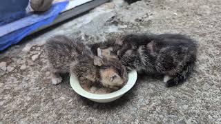 [認養/桃園] 虎斑幼幼貓