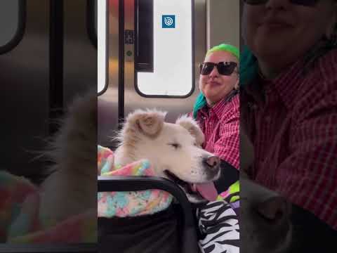 Pésimo trato a perrito con movilidad reducida causa indignación en Valparaíso: EFE responde críticas