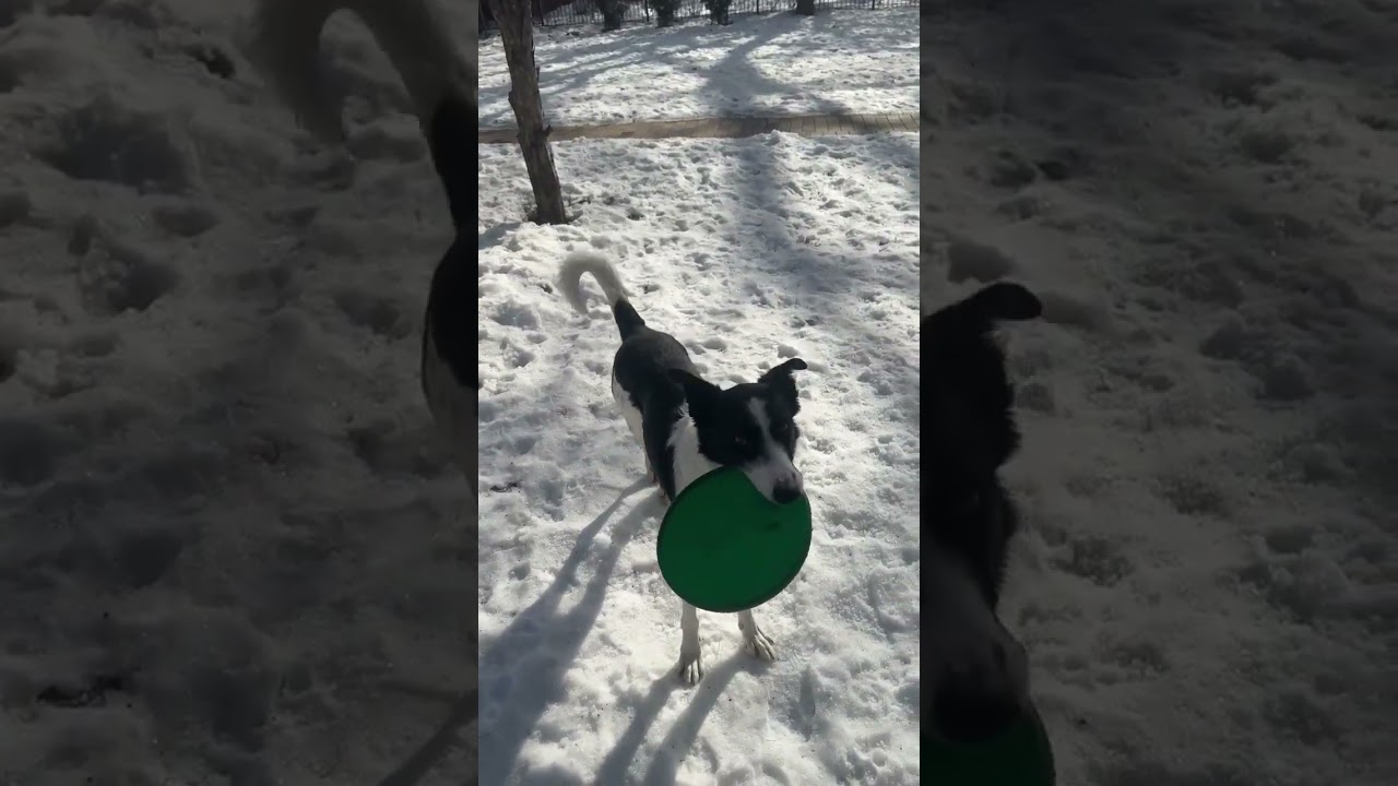 Enlarge Cap, a Adoptable mixed breed in Minneapolis, MN video 6/6