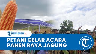 Petani di Desa Ekas Buana Lombok Timur Panen Raya Jagung Hibrida