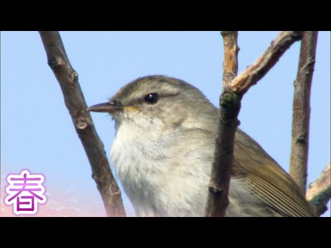 春に鳥を助けるにはどうすればよいですか？私たちの有益なアドバイス!  庭園