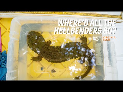 Hellbender salamander faces water quality woes