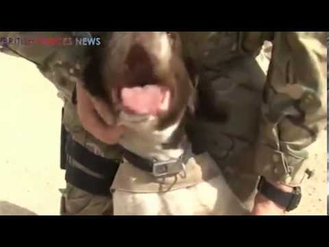 Dogs of war The four-legged army recruits who detect hidden Taliban bombs