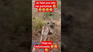 #wildlife #leopard #animals #wildanimals #animalworld #peixesamazonicos #barcopesqueiro #duet #lion