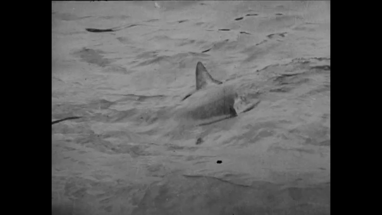 Placeholder from YouTube