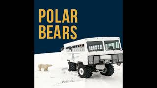 Doing a Polar Bear Expedition Safari to Churchill Manitoba Canada is the day trip of a lifetime!