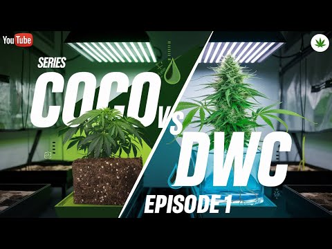 Coco vs DWC | Episode 1: Side-by-Side Grow Battle Begins! 🌱💧