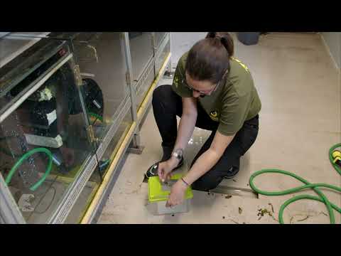 Froschkonzert | Episode 5.0: Vom Winken und Kicken