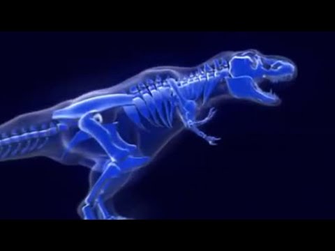 T. Rex: Warrior or Wimp?