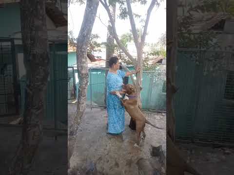 Washing dog #washing