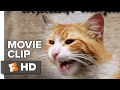 Kedi Movie CLIP Cat Fight 2017 Documentary
