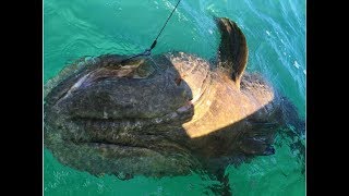 [問卦] 賣石斑魚給美國 可行嗎？