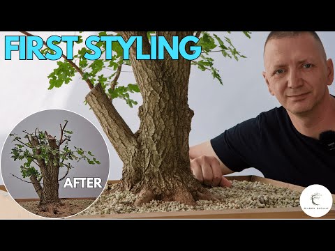 Field Maple Bonsai Styling - Yamadori Initial Design and Wiring