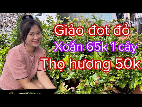Thanh lý giải phóng mặt bằng, xoắn 65k 1 cây,0397142252 hoặc 0947873959