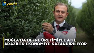 DEFNE ÜRETİMİYLE ATIL ARAZİLER EKONOMİYE KAZANDIRILIYOR
