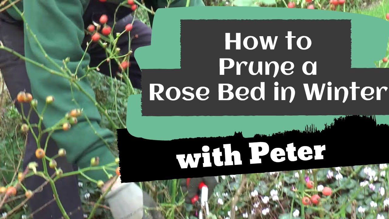 Pruning a Rose Bed in Winter