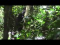 Genito Genital Rubbing Of Bonobo Females
