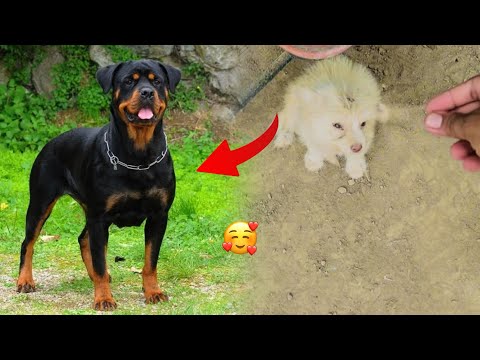 Noshi ki jaga kon sa Naya Dog aye ga🌝.#petsvlog
