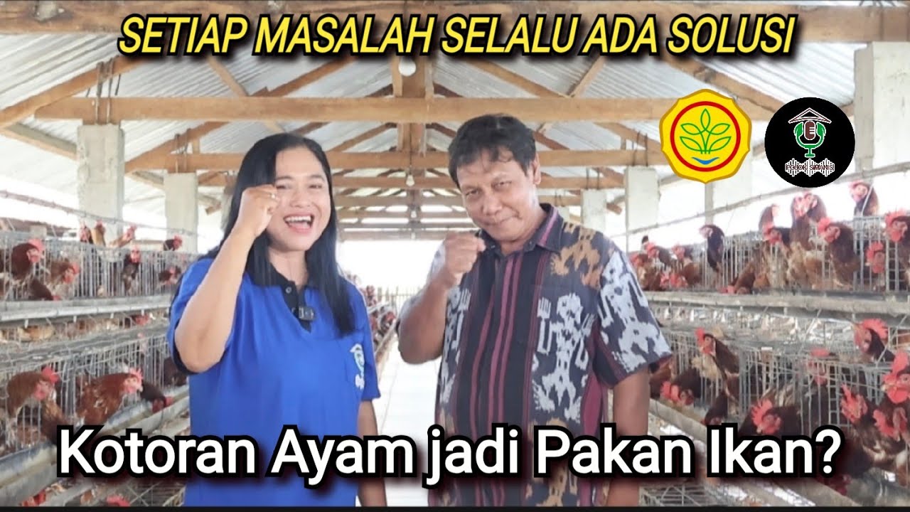 Sistem Ternak Cerdas - Budidaya Ayam Petelur  #Episode 223