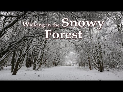 walking Tour in Snowy Forest🌨️🌲   Germany Aachen/ snowfall/