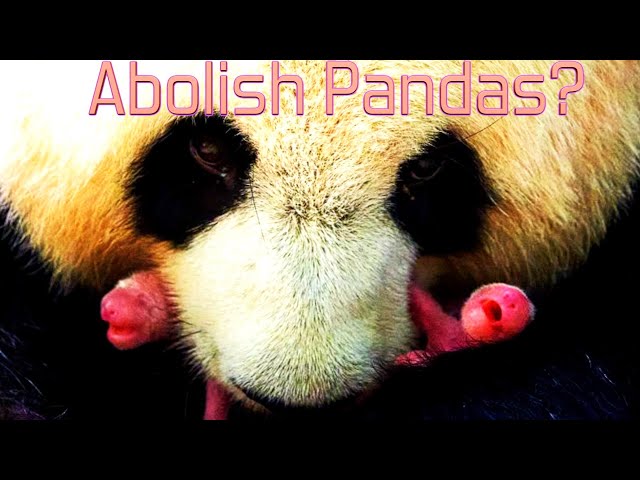 Should We Let Nature Finally Delete Pandas? SDDEFAULT Thumbnail