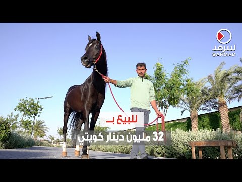, title : 'كويتي يمتلك حصاناً نادراً تُقدر قيمته بـ 32 مليون دينار كويتي'