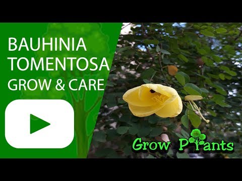 , title : 'Bauhinia tomentosa grow & care'