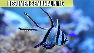✅ RESUMEN SEMANAL Nº16 (FUTUROS CAMBIOS)