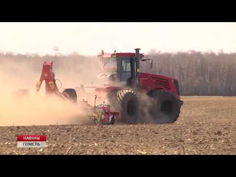 Сяўба ранніх яравых збожжавых і зернебабовых культу видео