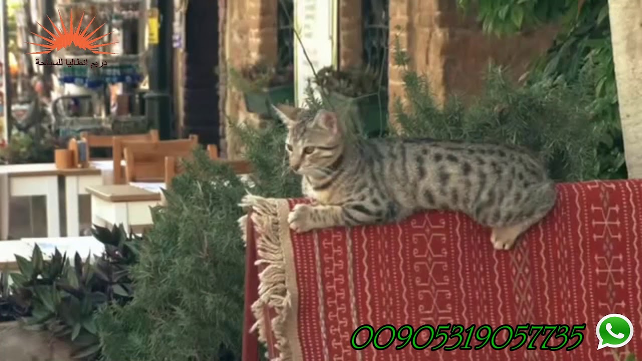 Tourism in Antalya - Dream Antalya Tourism Company thumbnail