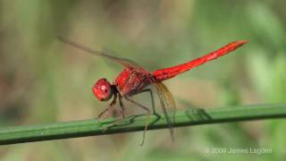 Red Dragonfly