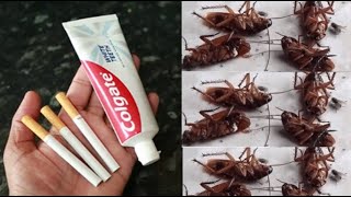 MAGIC INGREDIENT ||How To Kill Cockroach Within 5 minutes ||Home Remedy || Magic Ingredient